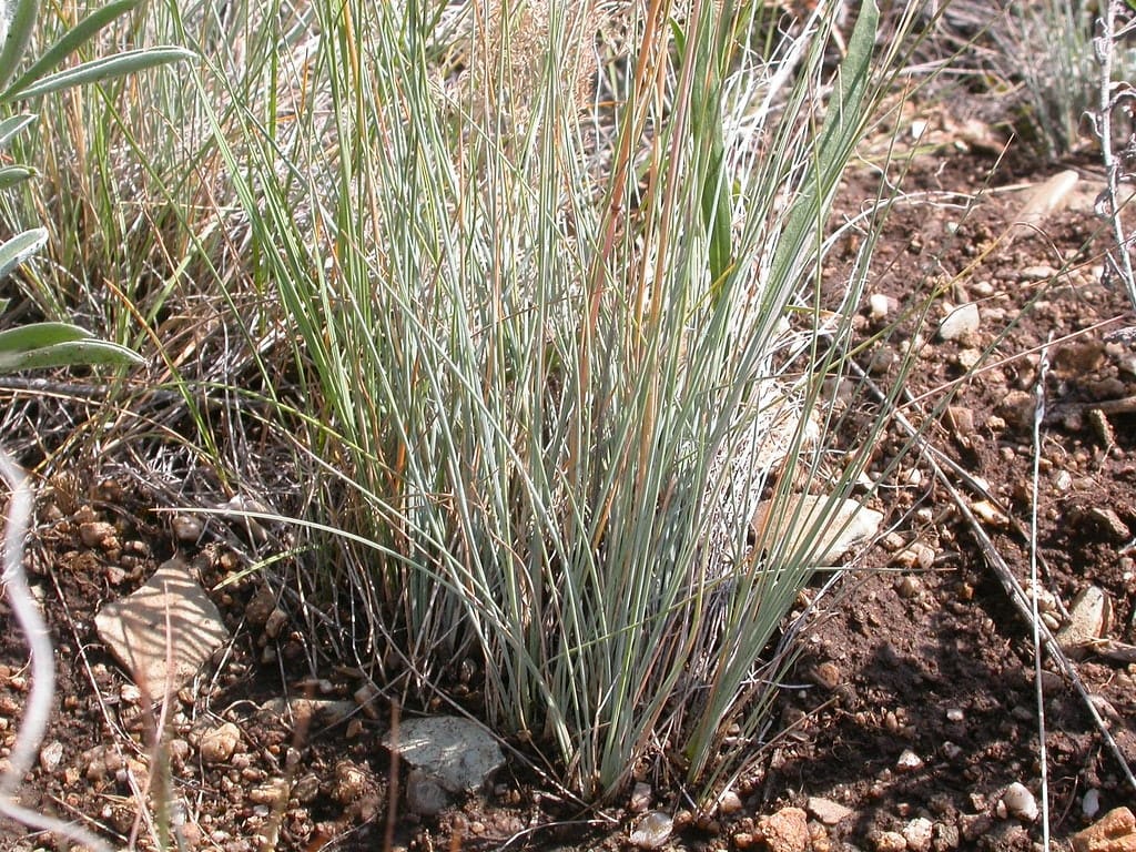 A clump of tall, thin grass growing in rocky soil.