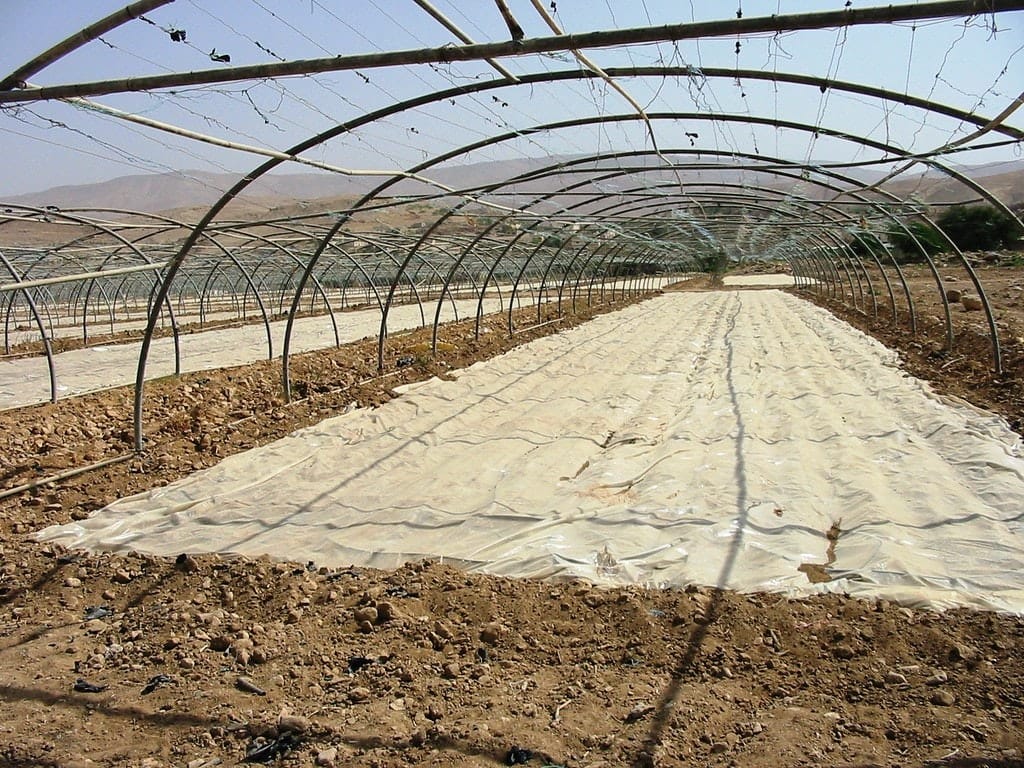An empty greenhouse frame with rows of soil covered in white plastic sheeting.