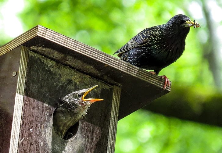 A bird perched on a birdhouse with an insect in its beak, and another bird inside with its beak open.