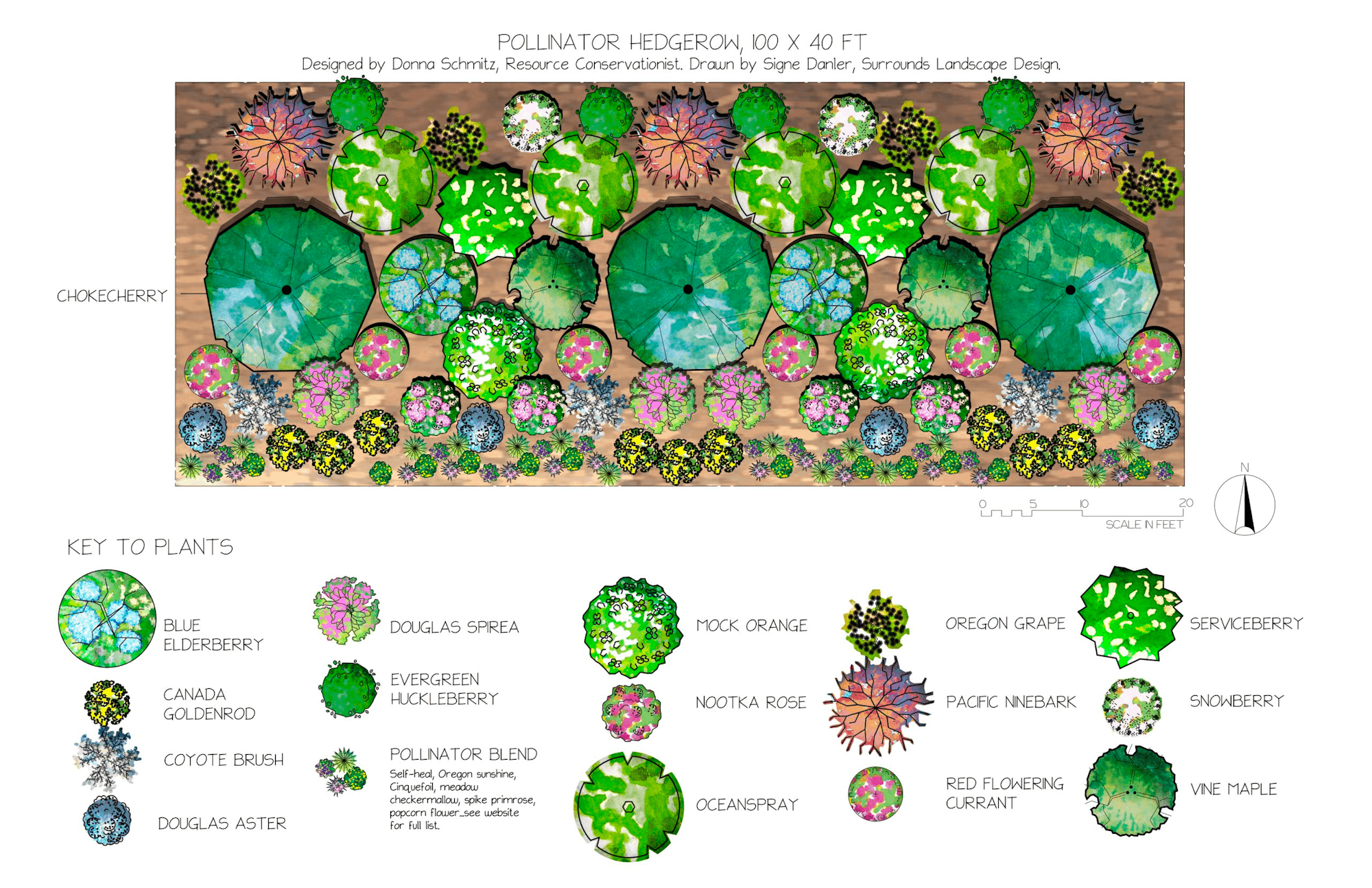Pollinator hedgerow design with plant key, featuring various species like chokecherry, Douglas spirea, and red flowering currant.
