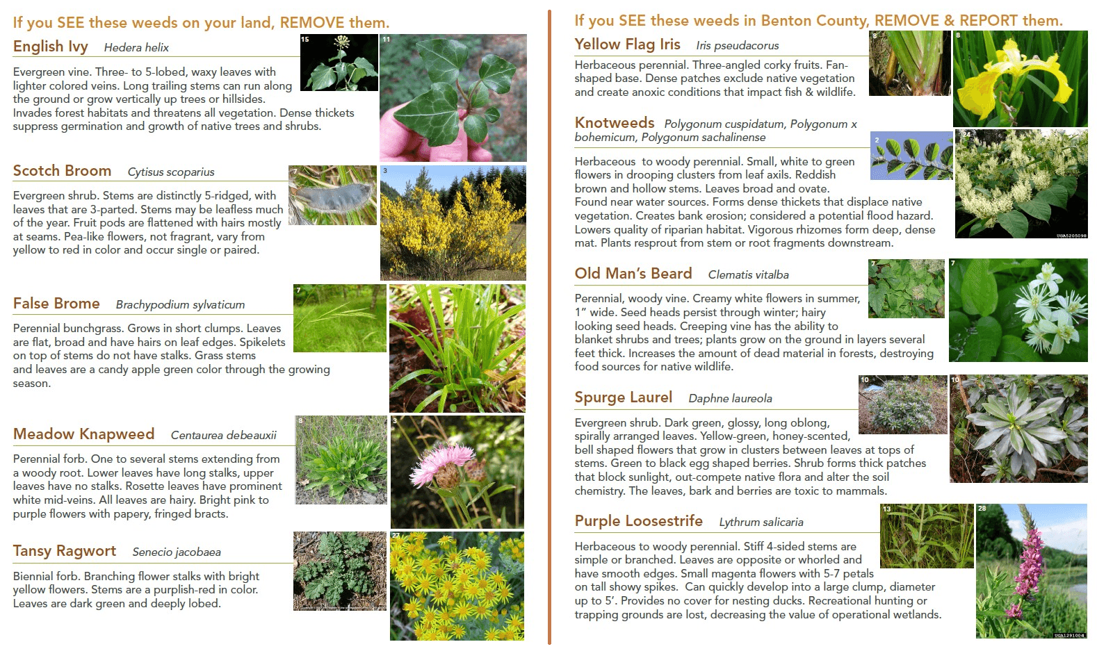 This image lists invasive weeds to remove and report in Benton County, featuring descriptions and impacts of each species.